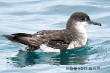 棕嘴鹱叫声下载（网盘下载）
