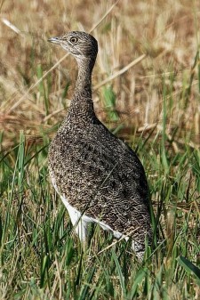 小鸨_编号XC573450的声音/叫声下载