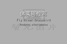 佛莱河蝗莺叫声下载（网盘下载）