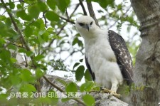 费氏鹰雕叫声下载（网盘下载）
