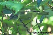 佛罗柳莺叫声下载（网盘下载）