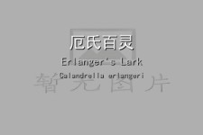 厄氏百灵叫声下载（网盘下载）