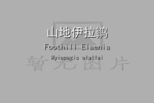 山地伊拉鹟叫声下载（网盘下载）