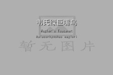 韦氏绿巨嘴鸟_编号XC219401的声音/叫声下载