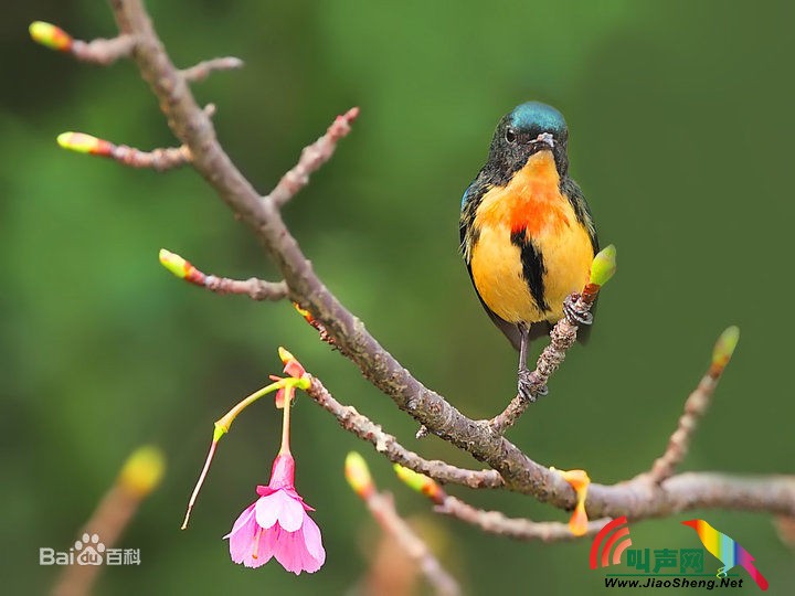 红胸啄花鸟