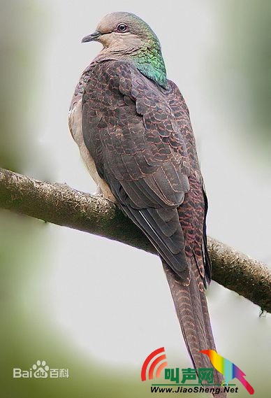 斑尾鹃鸠