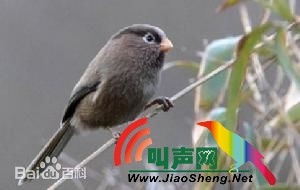 三趾鸦雀