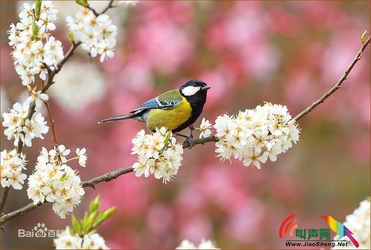 芦鹀