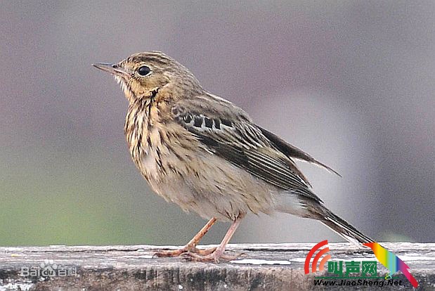 林鹨