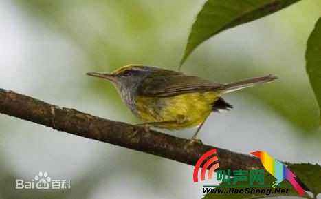 金头缝叶莺