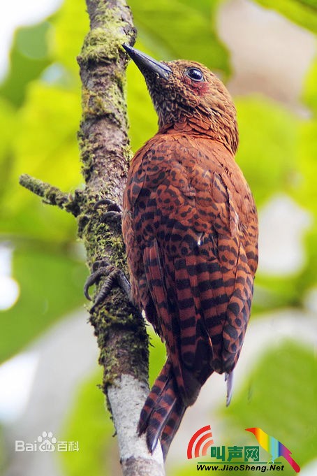 栗啄木鸟