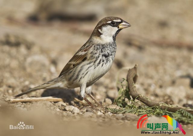 黑胸麻雀