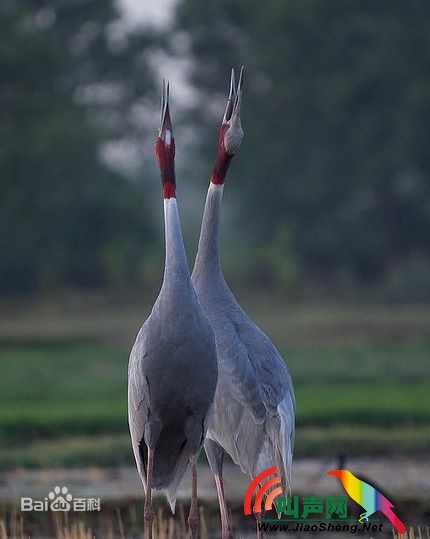 赤颈鹤