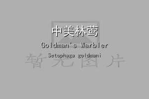 中美林莺