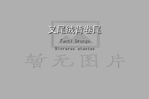 叉尾绒背卷尾
