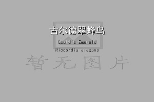 古尔德翠蜂鸟