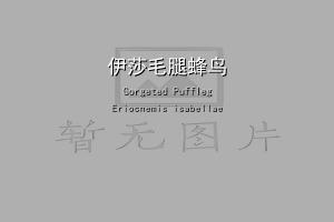 伊莎毛腿蜂鸟