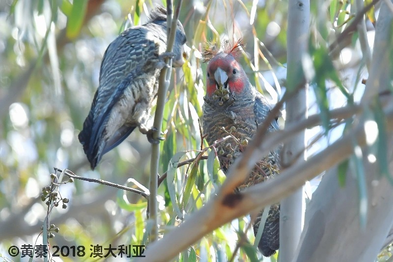 红冠灰凤头鹦鹉