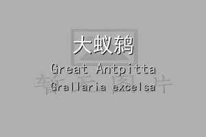 大蚁鸫