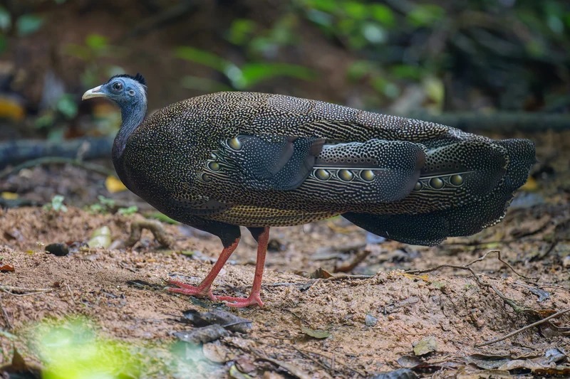 大眼斑雉