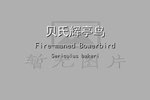 贝氏辉亭鸟