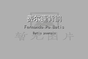 费尔蓬背鹟
