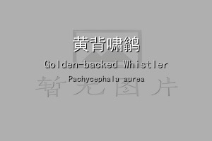 黄背啸鹟