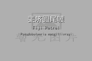 斐济圆尾鹱