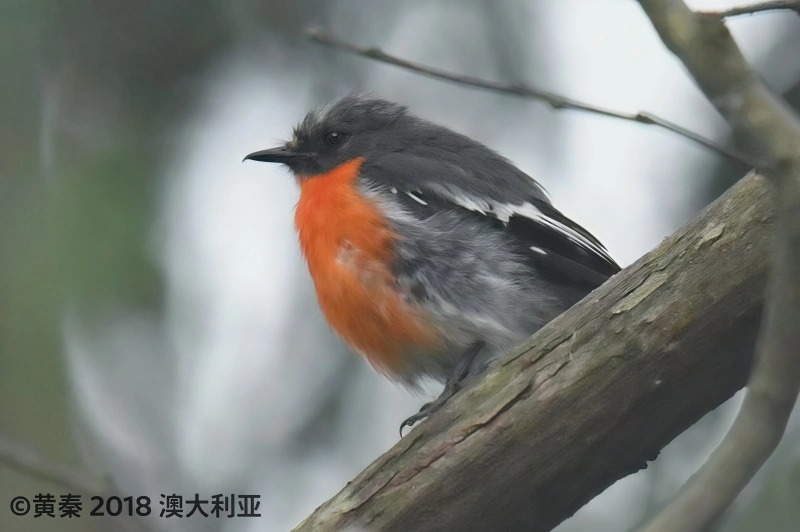 火红鸲鹟