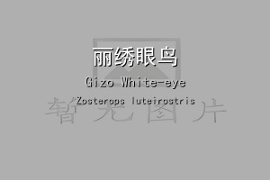丽绣眼鸟