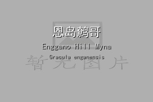 恩岛鹩哥