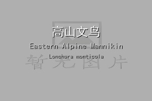 高山文鸟