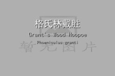 格氏林戴胜叫声下载（网盘下载）