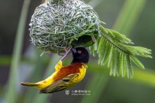 苏丹金背织雀叫声下载（网盘下载）