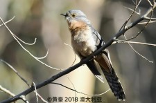 扇尾杜鹃叫声下载（网盘下载）