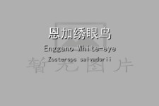 恩加绣眼鸟叫声下载（网盘下载）