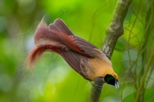 戈氏极乐鸟叫声下载（网盘下载）