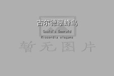 古尔德翠蜂鸟叫声下载（网盘下载）