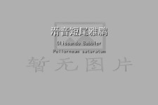 滑音短尾雅鹛叫声下载（网盘下载）