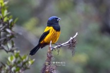 金背山裸鼻雀叫声下载（网盘下载）