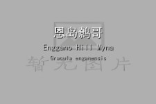 恩岛鹩哥叫声下载（网盘下载）