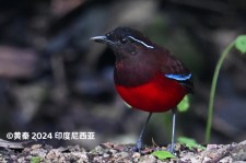 黑冠八色鸫叫声下载（网盘下载）