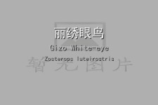 丽绣眼鸟叫声下载（网盘下载）