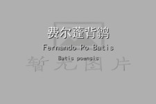 费尔蓬背鹟叫声下载（网盘下载）