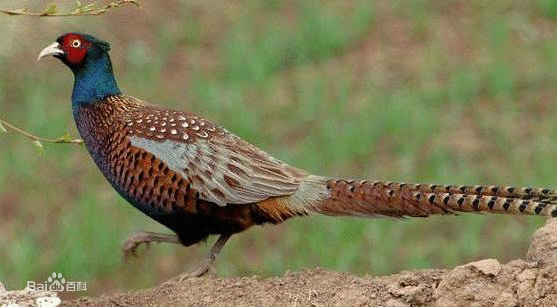 野鸡