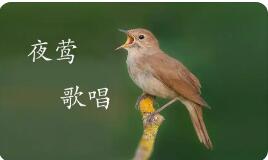 夜莺