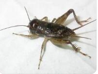 蟋蟀