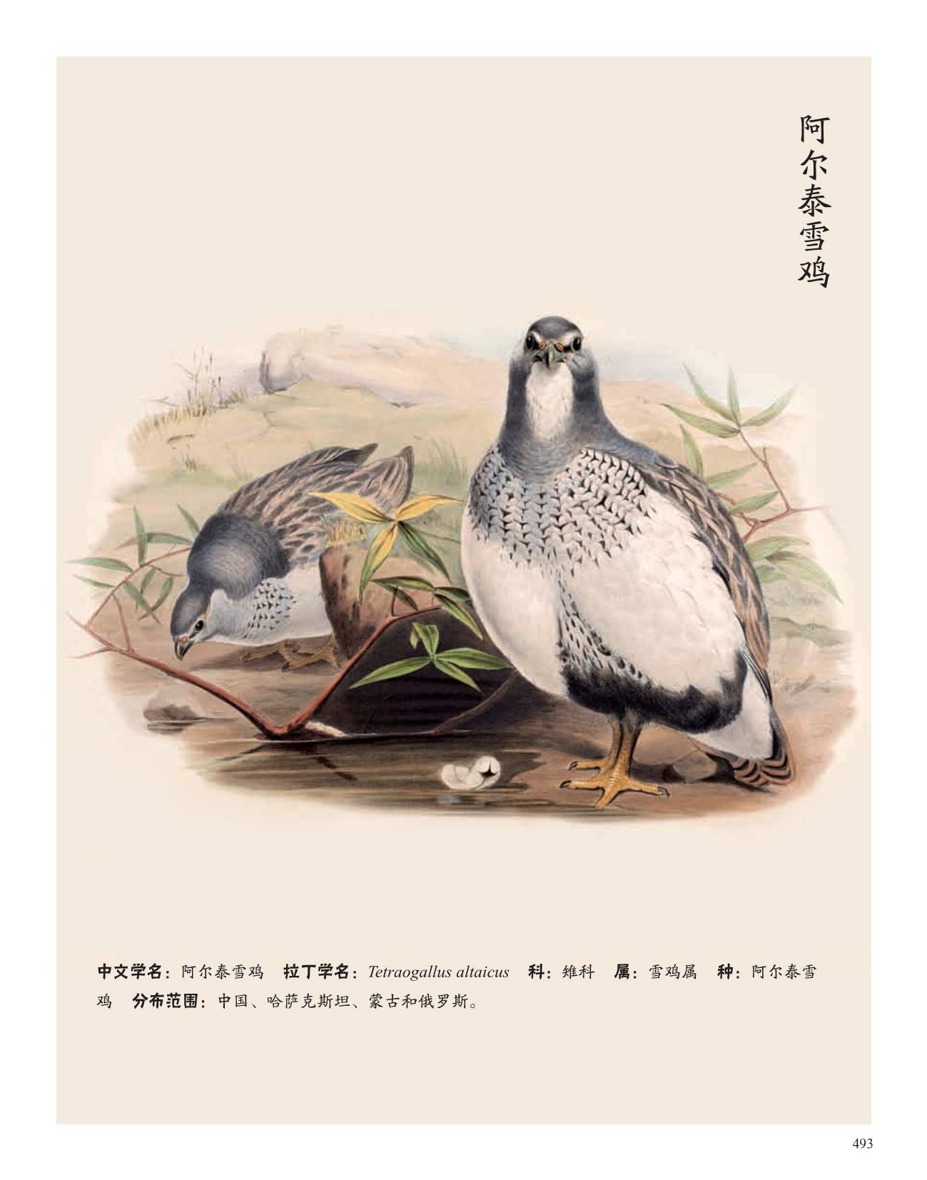 灰纹鹟